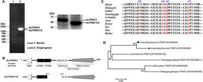 Negative Regulation of Interferon-β Production by Alternative Splicing of Tumor Necrosis Factor Receptor-Associated Factor 3 in Ducks